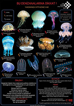 denizanası, deniz anası, deniz anaları, denizanaları, deniz anaları nerede, deniz anası türleri, denizanası türleri, deniz anası ihbar et